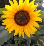 Foto einer Sonnenblume von Antje Sadig