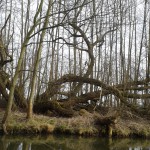 Verschlungen im Unterspreewald bei Leibsch Foto von Liane Fehler 2015